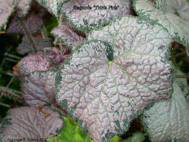 B. ‘Think Pink’